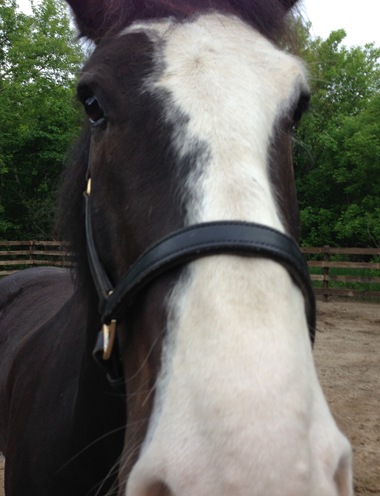 Jasper;Horses;Dark River Farm 133