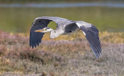 Grey Heron in Flight Woodbridge Island Cape Town - Canon EOS 7D Mark II / 400mm Lens