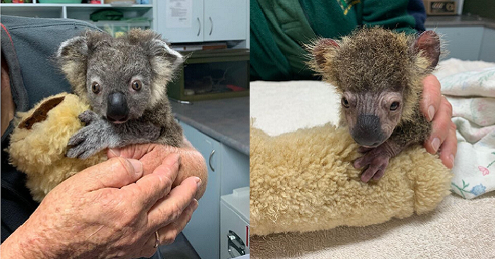 Baby Koala That Almost Died In Australian Wildfires Made A Heartwarming Recovery