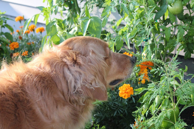 Dog in garden smelling flowers wordless wednesday