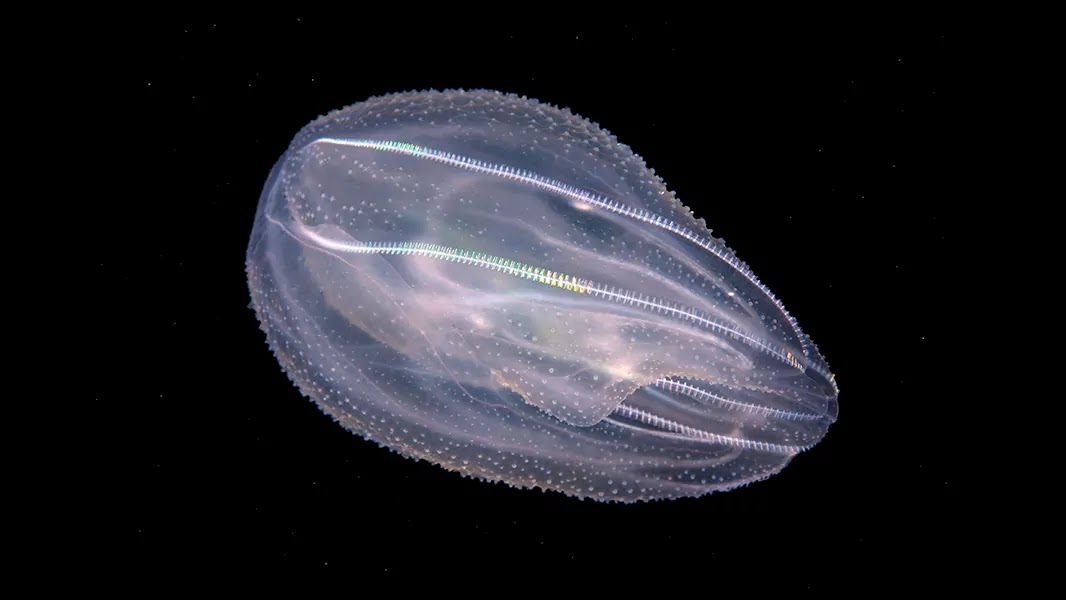 The Fascinating Nervous System of Jellyfish