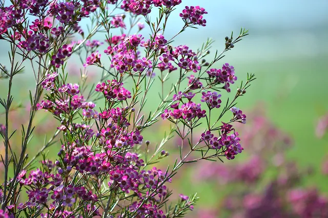 flores arbol de te nueva zeelanda