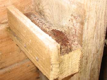 ... of a grey dust in the coop dust on the floor and in the timber joints