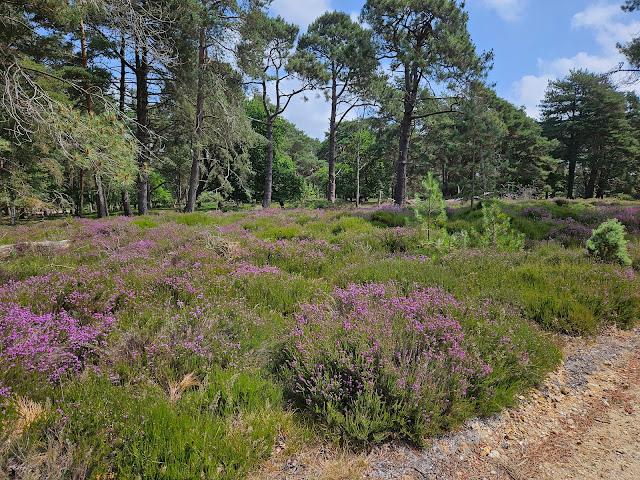 Image of trees on edge of space with purple heather