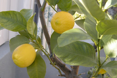 citronnier des 4 saisons, petit arbre, arbres de jardin,