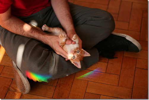 fotos de animais fofos e engraçados more freak show blog (2)