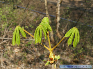 Marronnier commun - Aesculus hippocastanum - Marronnier d'Inde