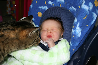 cat tickles baby