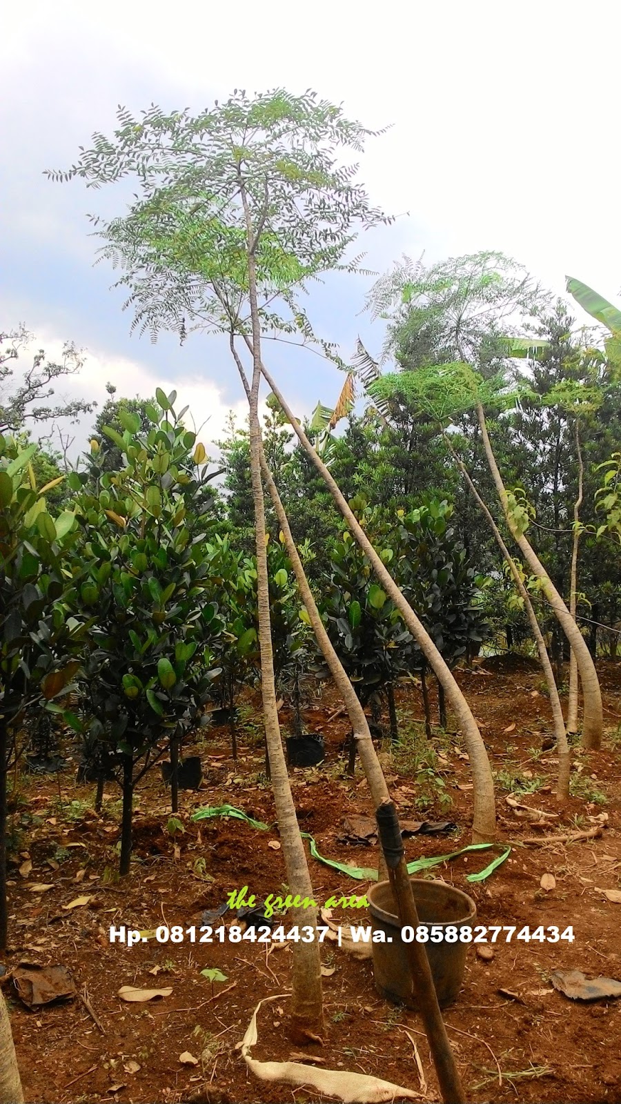 Tukang Taman Murah kelor afrika