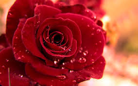 Beautiful Photos Of Love Flower Rose 11