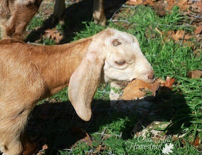 A goat kid after being disbudded. The hornbuds are almost healed.