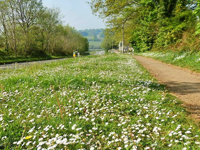 Daisies on road verge