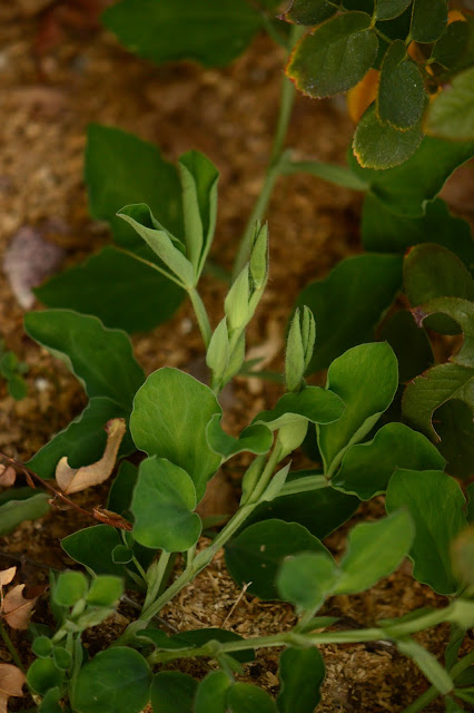 sweet pea foliage, amy myers, garden bloggers foliage day, small sunny garden, desert garden