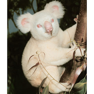 Albino Coala - White Koala