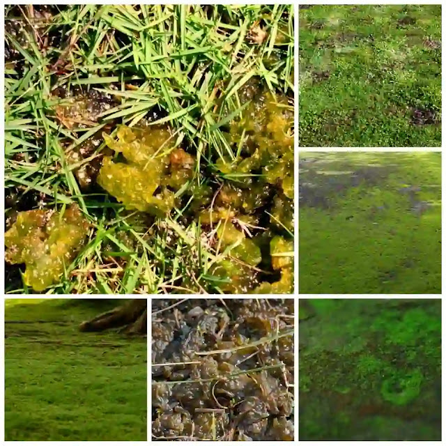 Lawn algae removal in USA