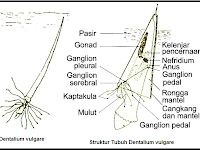 SCAPOPODA MOLLUSCA