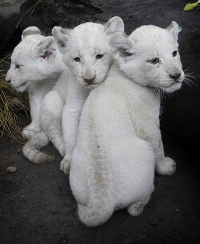 These white lion cubs were