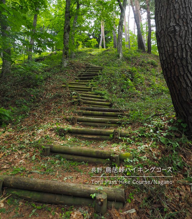 鳥居峠ハイキングコースの丸太階段