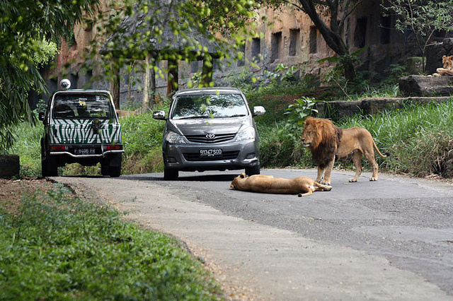 foto singa di jalan taman safari