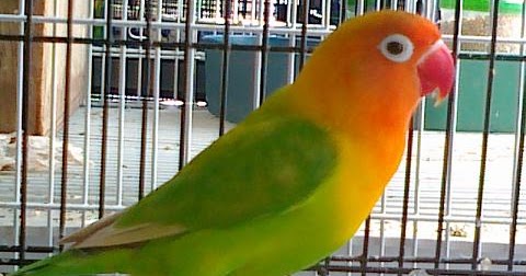 Mengenal Burung Lovebird Kepala Emas / Palamas