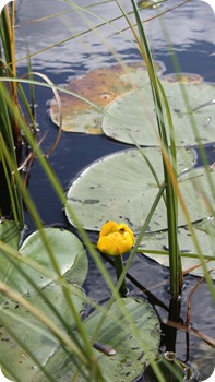 IMG_3935