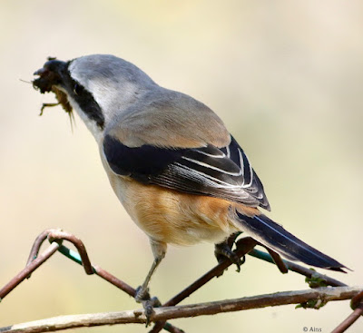 "A Long-tailed Shrike (Lanius schach) perched on a branch with prey, its distinctive black mask and hooked bill contrasting against the pale background. The bird's long tail and upright posture are characteristic as it looks around."