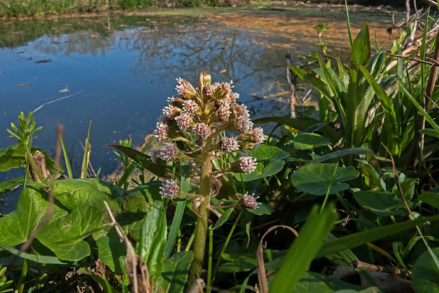 The unusual Butterbur by the River