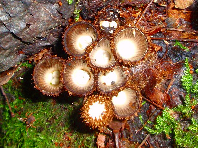 Cyathus striatus