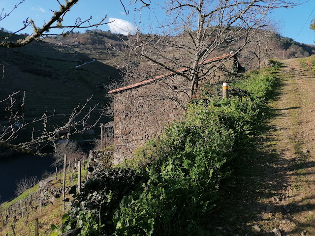 Descenso hacia BELESAR (tramo 4 etapa 5 Camino Invierno)