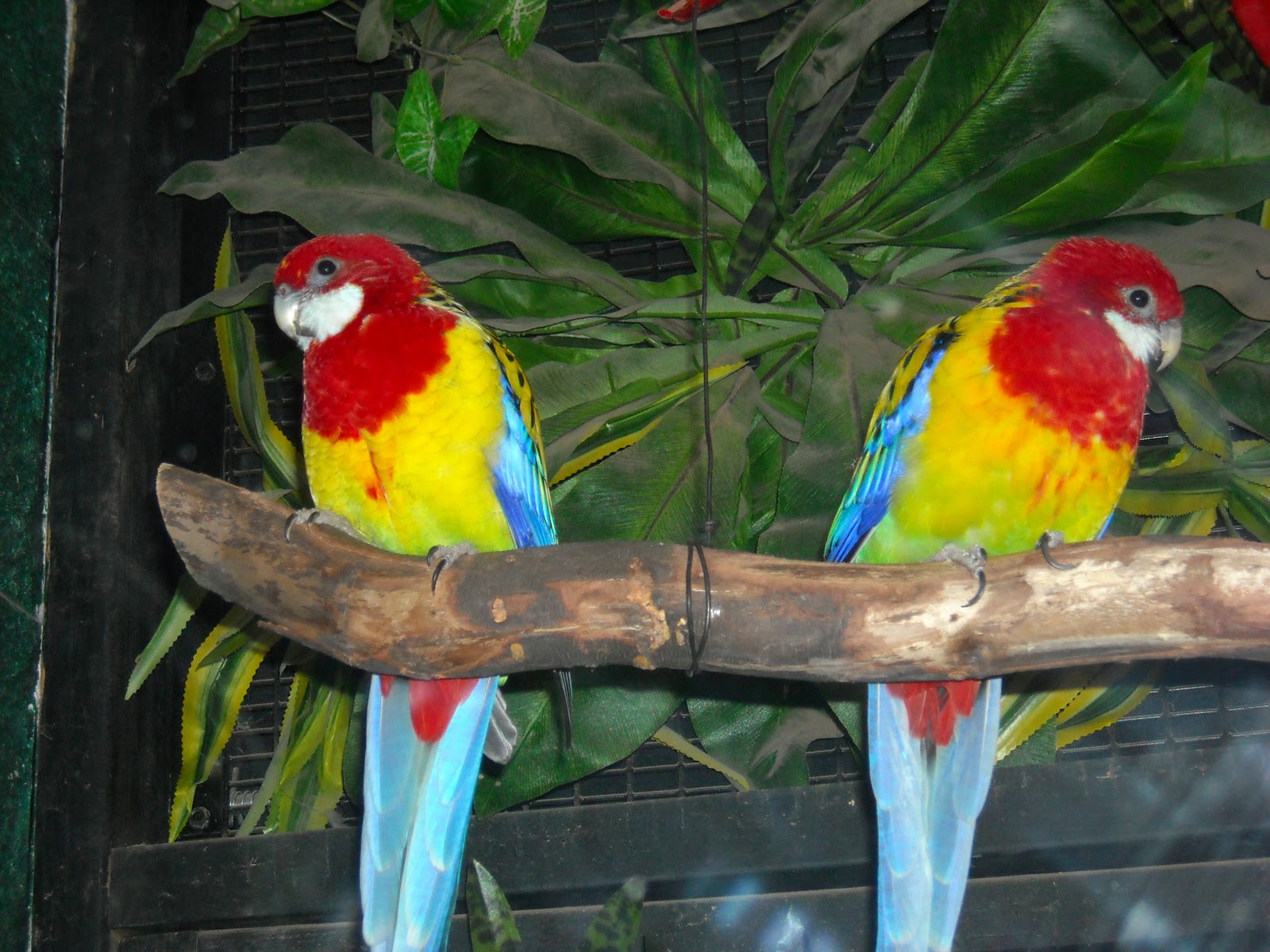Image Gallary 1: Rainforest Birds Beautiful Pictures