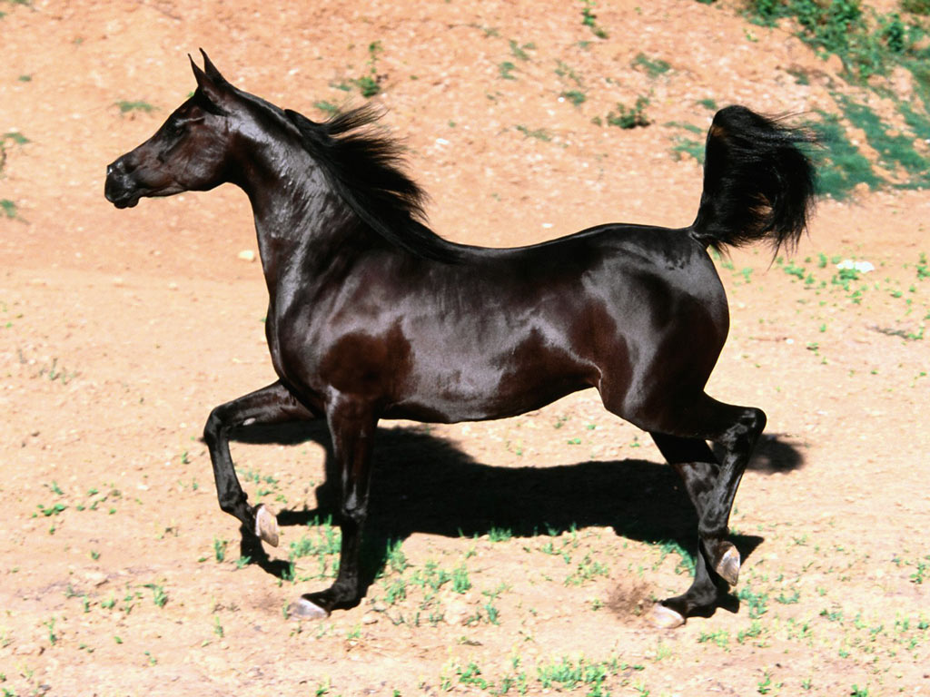 black arabian mare arabian horse