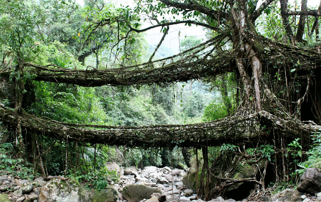 root bridge Cherrapunjee Meghalaya India