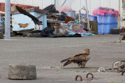 This Crow Does Have Some Guts Seen On www.coolpicturegallery.us