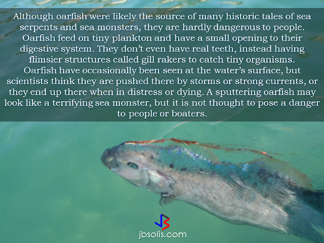 A lot of speculation towards this giant sea creature has been on the rise since  Surigao City, Philippines was hit by a  6.7 magnitude earthquake and prior to the said disaster that killed 8 people, a giant oarfish was seen in the shore, which many people believe that the oarfish sighting was a warning that the giant sea animal has somehow knew that disaster was about to happen.     The National Geographic has these facts about the mysterious sea creature to set the records straight:   1. The oarfish is the world’s longest bony fish.     2. Giant oarfish tastes like gelatinous goo.     3. Giant oarfish eat tiny plankton and aren’t dangerous.     4. Oarfish lack scales.      5. Oarfish have been said to forecast earthquakes.      According to the reports,  a 10-foot-long dead oarfish was caught by fishermen off the coast of Agusan del Norte days before the devastating earthquake took place. Dr. Rachel Grant , a researcher in animal biology who study the possibility of detecting earthquakes using animal behavior said that the 'myth' about the oarfish being able to sense the forecoming earthquake can be possible.   In research published in the International Journal of Environmental Research and Public Health in 2011, Grant and a research team found that tectonic stresses in the Earth's crust send "massive amounts of primarily positive air ions into the lower atmosphere." When these ions reach a body of water, they oxidize "water to [create] hydrogen peroxide. Other reactions at the rock-water interface include the oxidation or partial oxidation of dissolved organic compounds," the authors wrote. The resulting compounds "may be irritants or toxins to certain species of animals," possibly resulting in the toads' migration from an otherwise welcoming pond.      However, another scientist does not conform to the idea that animals can detect the forthcoming earthquake. Catherine Dukes said: "The question is, can we detect it in the environment?" And can animals detect a sudden rise in atmospheric ozone?  None of these hypotheses, however, is ready to be developed into an animal-based, early-warning system for earth tremors."  "This is not a way to predict earthquakes," Dukes said. "It's just a way to warn that the Earth is moving and something — an earthquake, or a landslide or something else — might follow."  RECOMMENDED: ON JAKATIA PAWA'S EXECUTION: "WE DID EVERYTHING.." -DFA  BELLO ASSURES DECISION ON MORATORIUM MAY COME OUT ANYTIME SOON  SEN. JOEL VILLANUEVA  SUPPORTS DEPLOYMENT BAN ON HSWS IN KUWAIT  AT LEAST 71 OFWS ON DEATH ROW ABROAD  DEPLOYMENT MORATORIUM, NOW! -OFW GROUPS  BE CAREFUL HOW YOU TREAT YOUR HSWS  PRESIDENT DUTERTE WILL VISIT UAE AND KSA, HERE'S WHY  MANPOWER AGENCIES AND RECRUITMENT COMPANIES TO BE HIT DIRECTLY BY HSW DEPLOYMENT MORATORIUM IN KUWAIT  UAE TO START IMPLEMENTING 5%VAT STARTING 2018  REMEMBER THIS 7 THINGS IF YOU ARE APPLYING FOR HOUSEKEEPING JOB IN JAPAN  KENYA , THE LEAST TOXIC COUNTRY IN THE WORLD; SAUDI ARABIA, MOST TOXIC  "JUNIOR CITIZEN "  BILL TO BENEFIT POOR FAMILIES