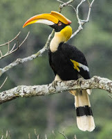 Great hornbill- State bird of Arunachal Pradesh