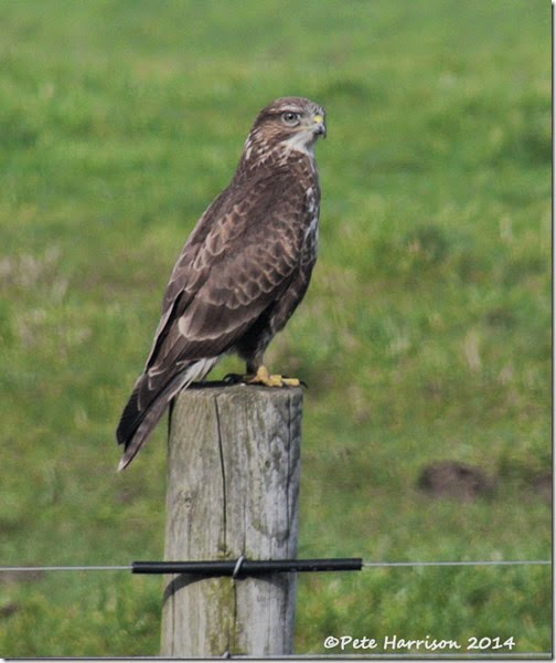 2 Buzzard (5)