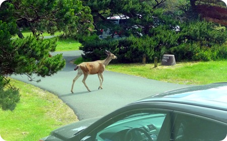 deer