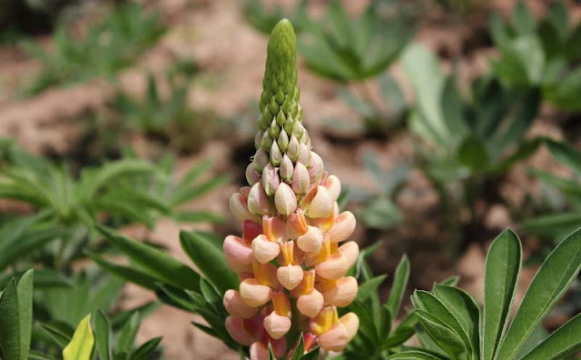 Lupine Flowers Pictures