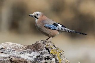 European Wild Birds: Insights on Migration Patterns