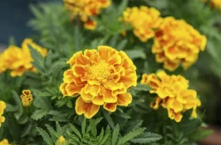 Bunga marigold