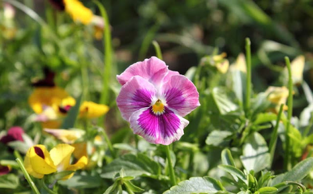 Pansy Flowers Pictures