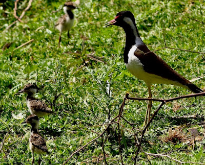 "Red-wattled Lapwing - with chicks."