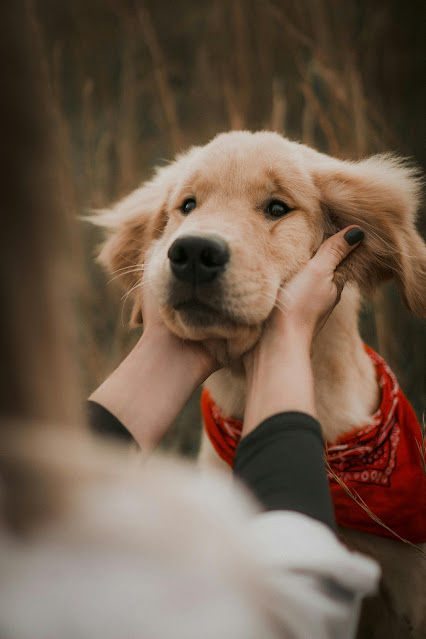 Adoção de Animais: Uma Segunda Chance na Vida