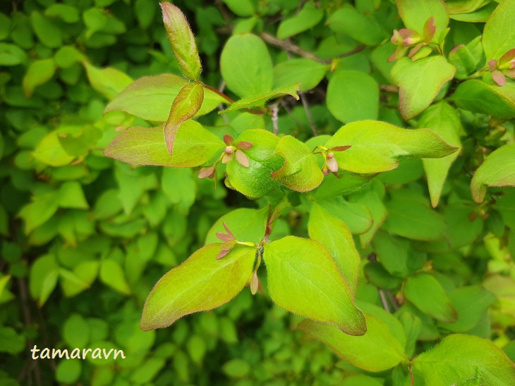 Абелия корейская / Забелия двуцветковая разновидность корейская (Abelia coreana, =Zabelia biflora var. coreana)