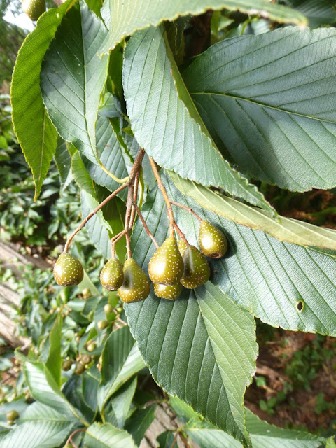 Рябина красивожилковатая (Sorbus caloneura)