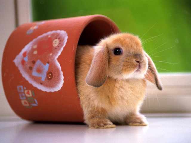Rabbits Wallpapers, Beautiful Bunny Wallpapers,