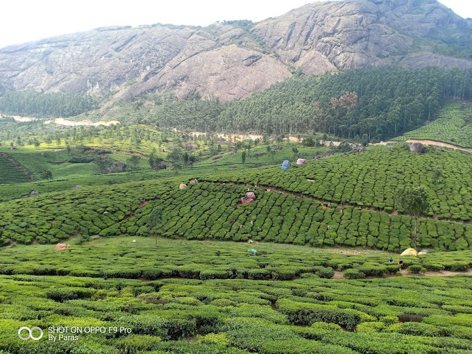 Munnar : Here's A Complete Guide On  Where to Go, What To See And Do