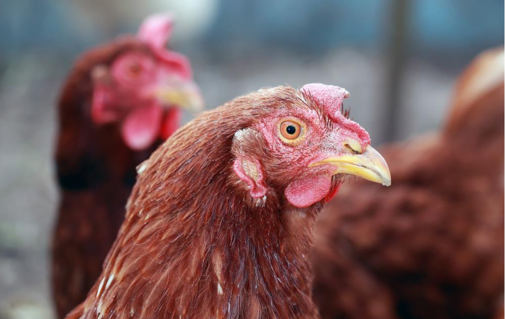Former Pfizer executive, BlackRock board member pushing for mass chicken vaccination to “cure” avian flu