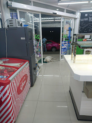 Dog in Thailand Minimarket