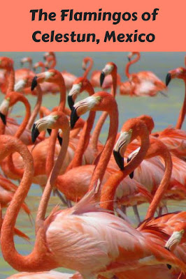 celestun flamingo tours